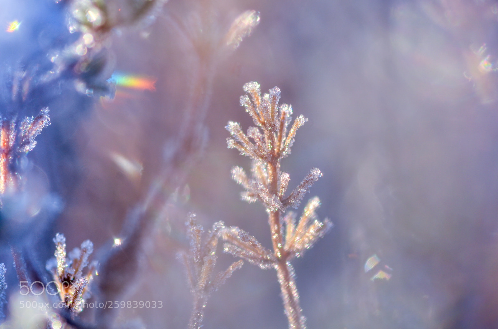 Nikon D7000 sample photo. Macro winter photography