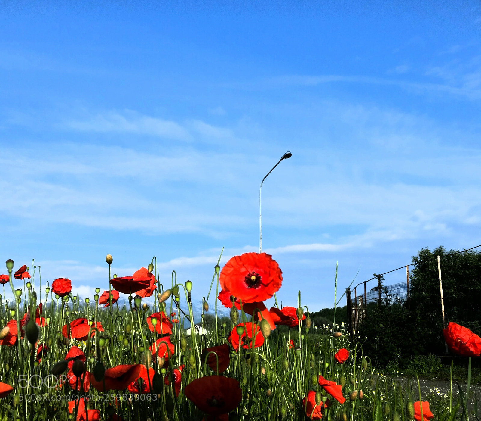 Samsung Galaxy S5 sample photo. A happy days shot photography