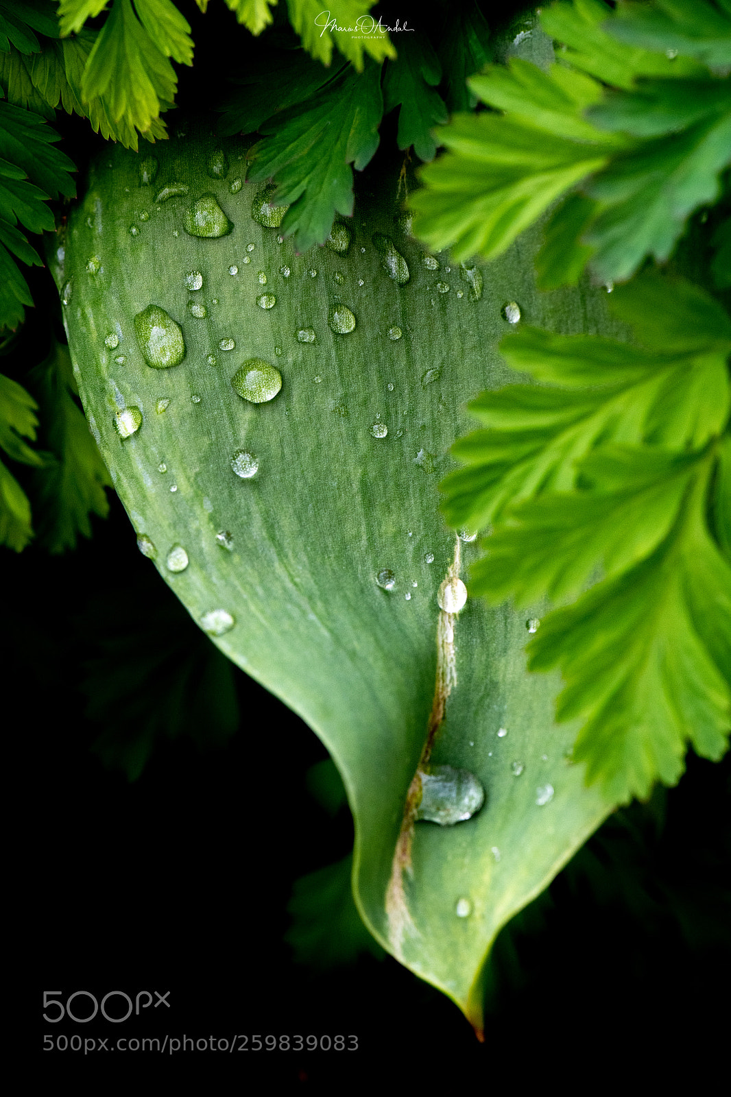 Nikon D850 sample photo. Dew photography
