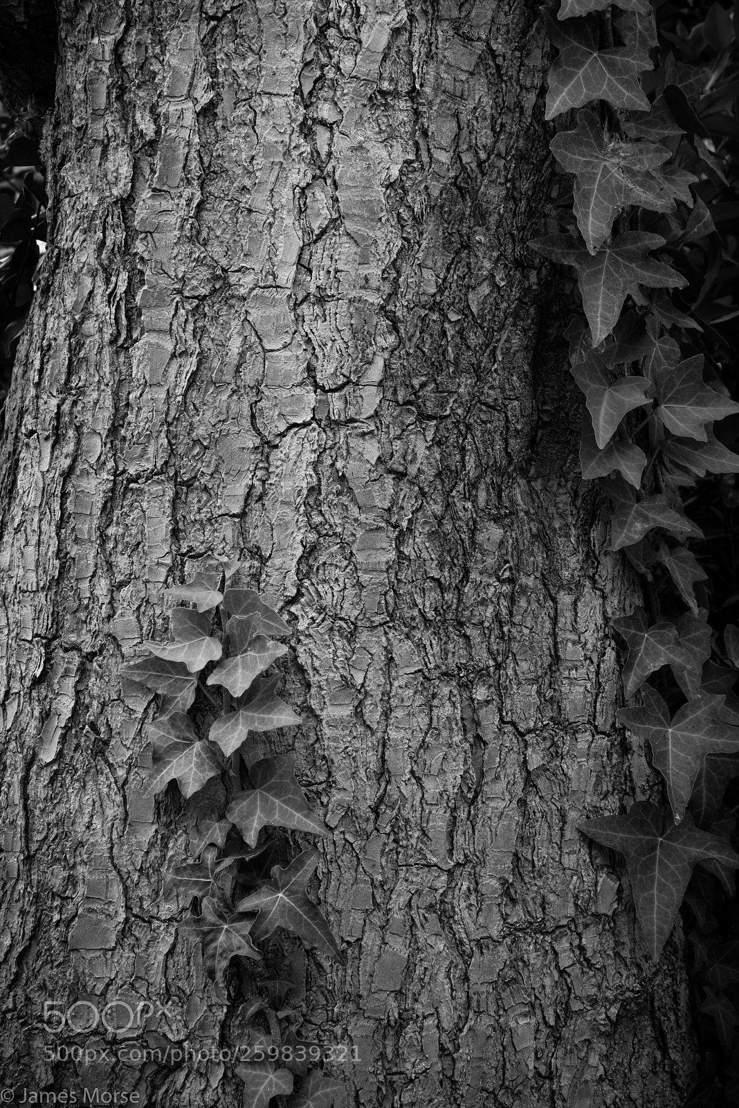Nikon D3300 sample photo. Ivy on yucca a photography