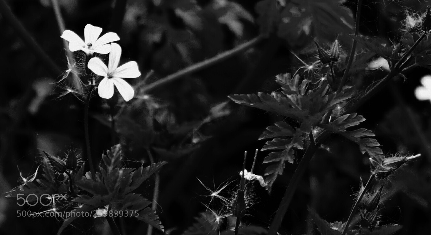 Nikon D3400 sample photo. Untitled photography