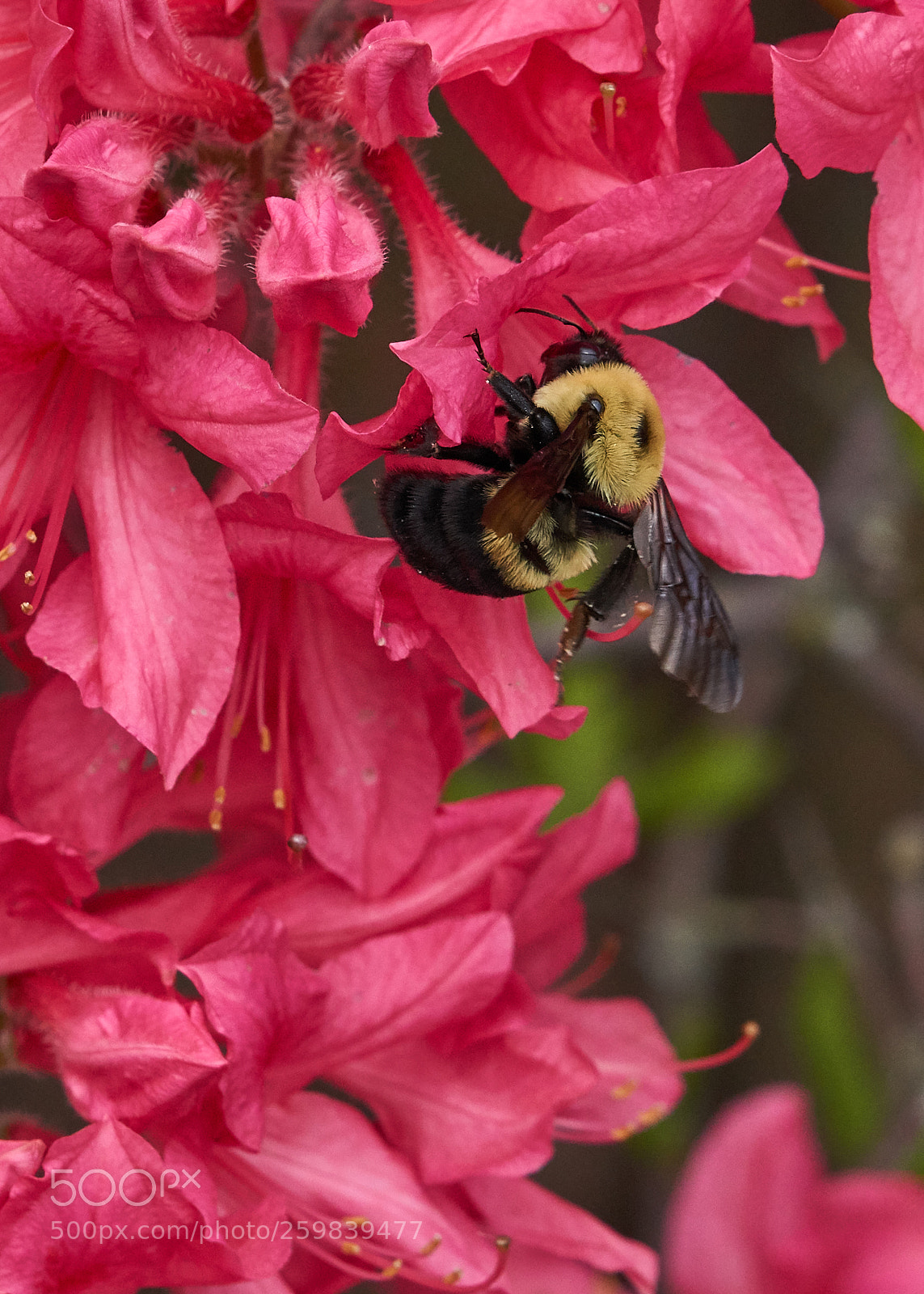 Sony a6000 sample photo. Bumble bee photography