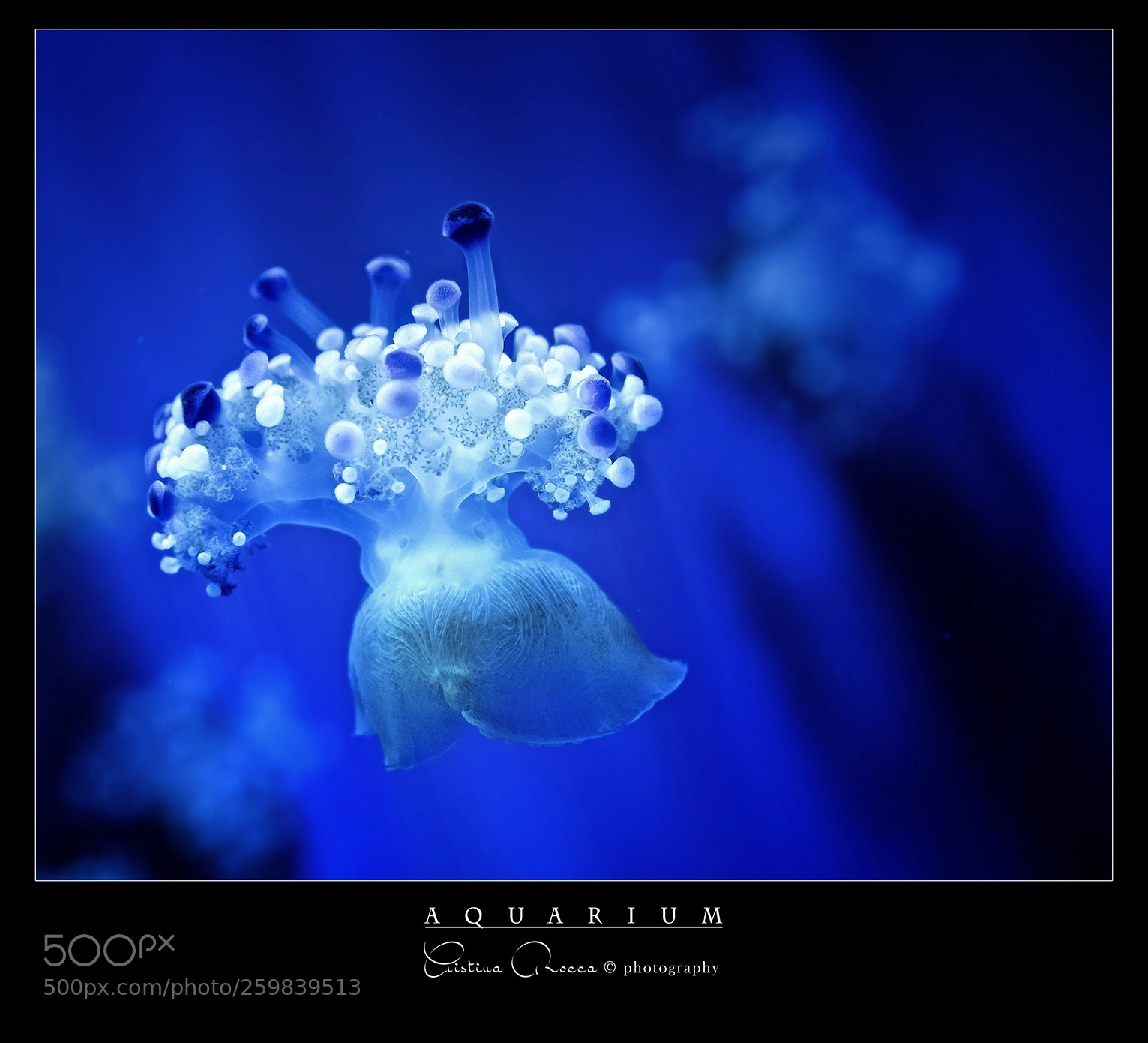 Nikon D750 sample photo. Aquarium photography