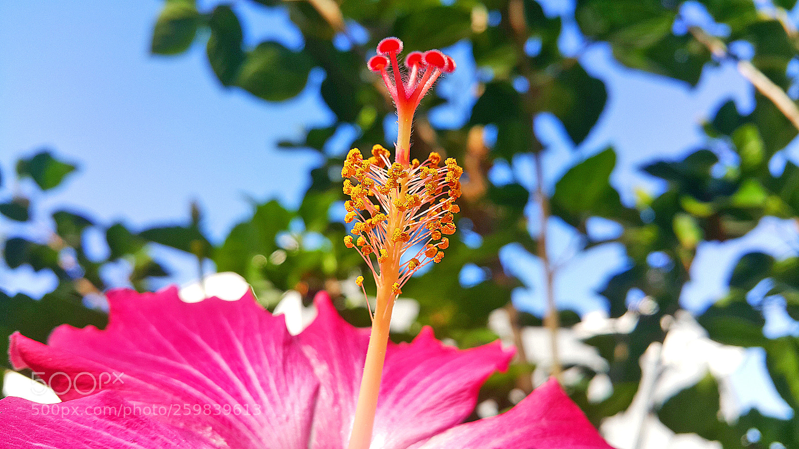 Samsung Galaxy Note4 sample photo. Flor photography