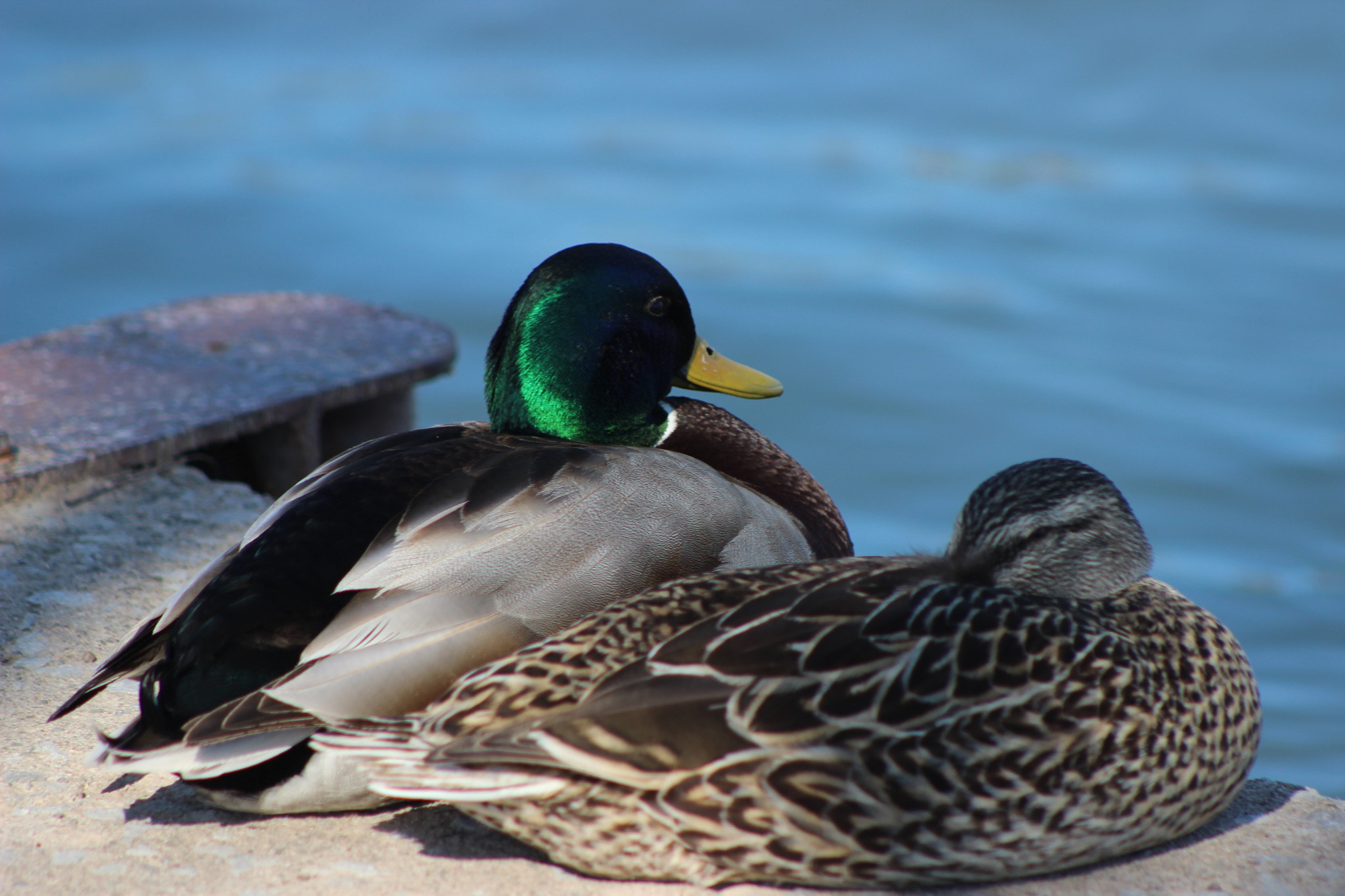 Canon EF 75-300mm f/4-5.6 USM sample photo. Waterttr photography