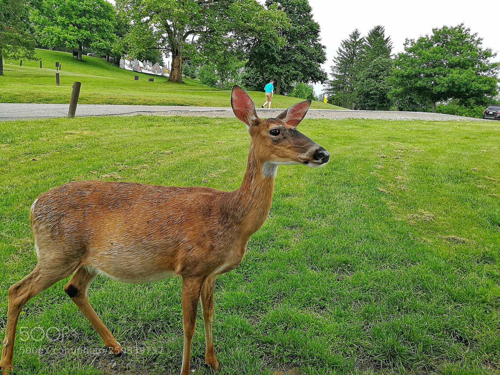HUAWEI P10 sample photo. Scoping out the picnic... photography