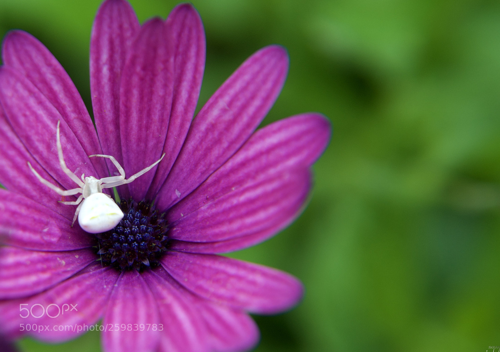 Nikon D3100 sample photo. A spider in the photography