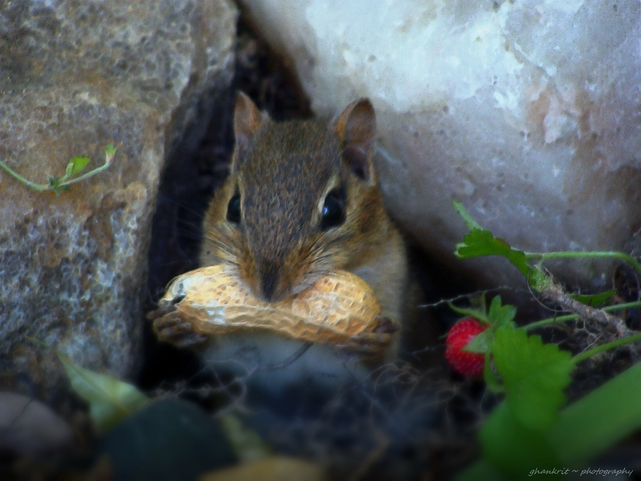 Sony Cyber-shot DSC-H10 sample photo. My pal.. photography