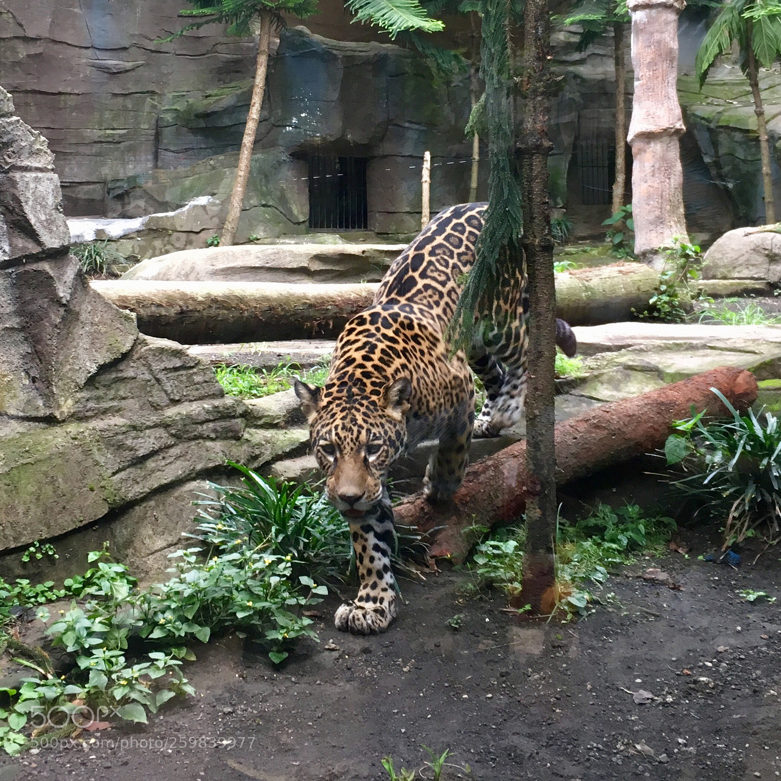 Apple iPhone SE sample photo. Tiger in the zoo photography
