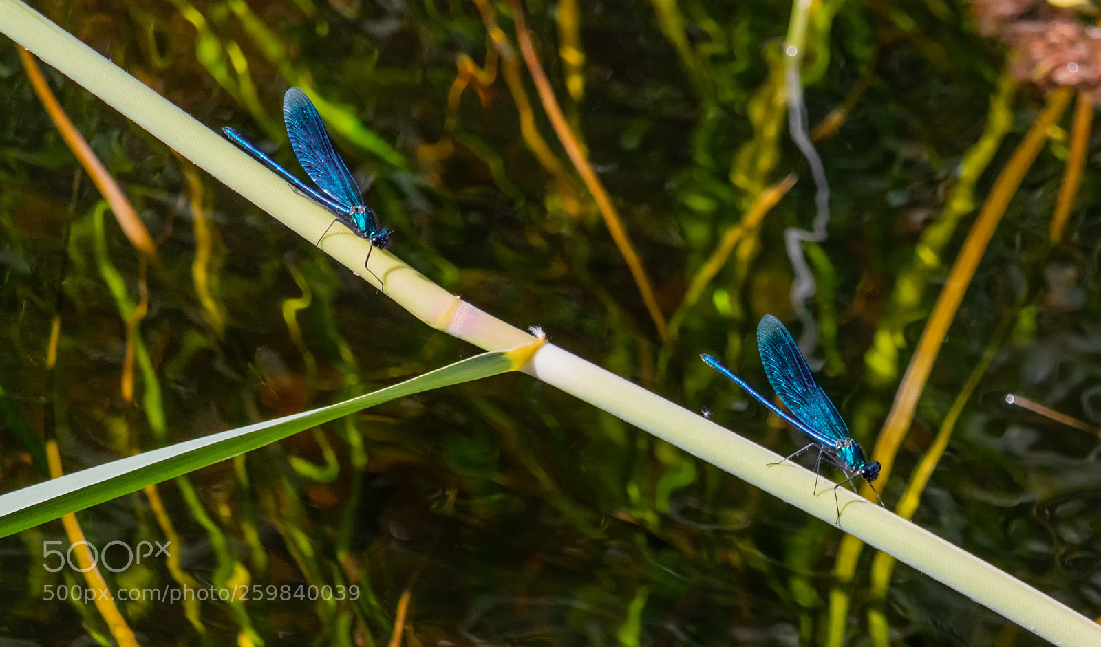 Canon EOS 80D sample photo. Dragonfly #4 photography