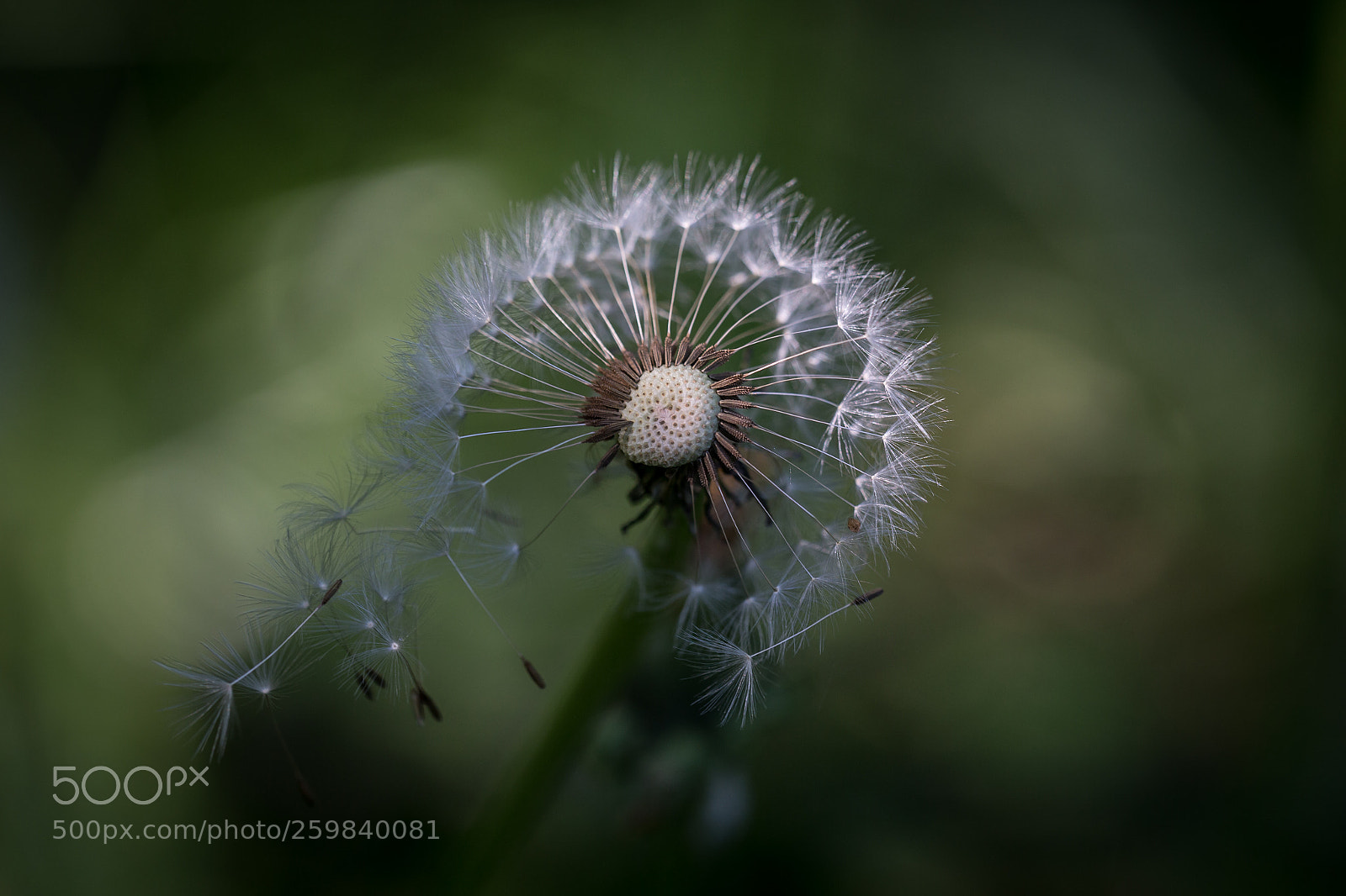 Canon EOS 6D sample photo. Dandelion. the beauty of photography