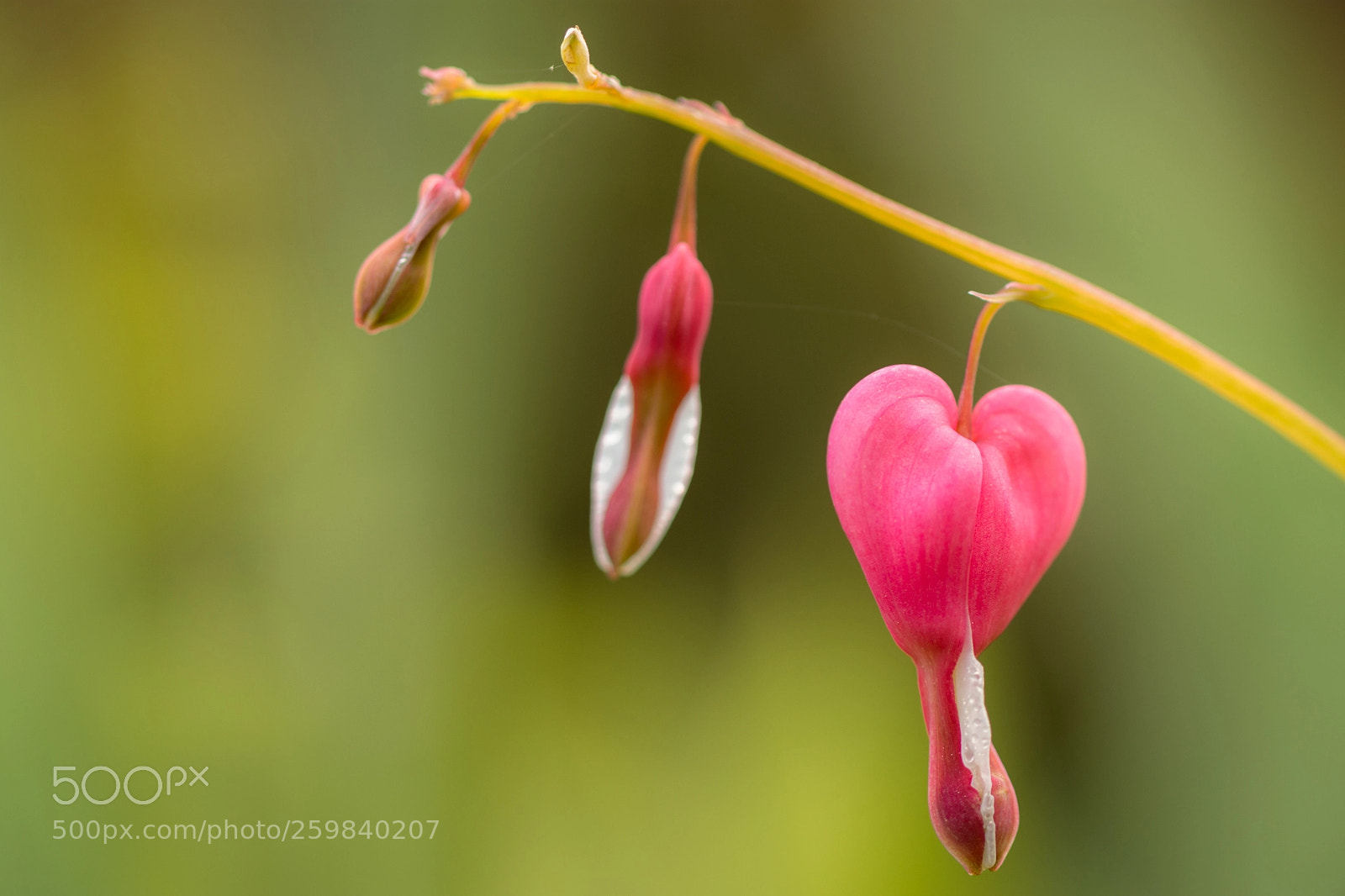 Nikon D7200 sample photo. Bleeding hearts photography