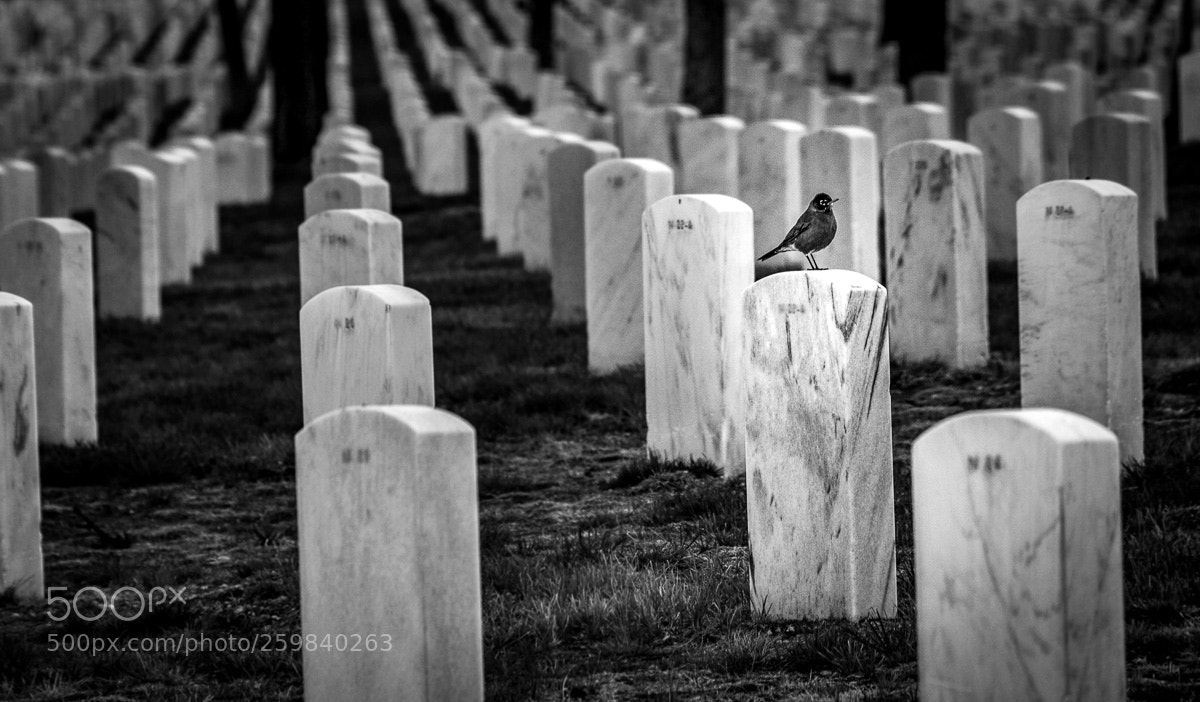 Canon EOS 5D Mark II sample photo. The guardian robin - photography