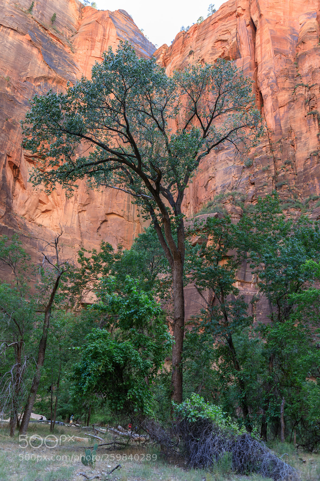 Canon EOS 5D Mark IV sample photo. Zion national park 0764 photography