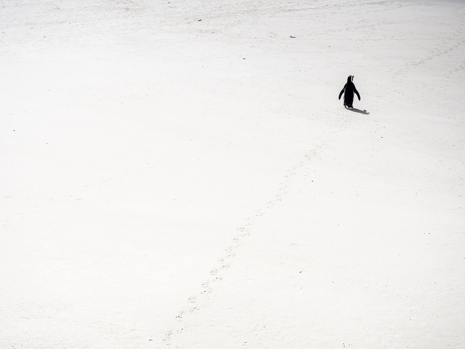 Olympus OM-D E-M10 sample photo. Lonely penguin photography
