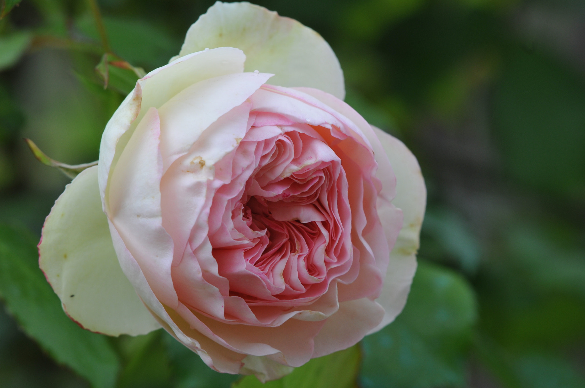 Nikon AF-S Nikkor 200-500mm F5.6E ED VR sample photo. Première rose /2768 photography