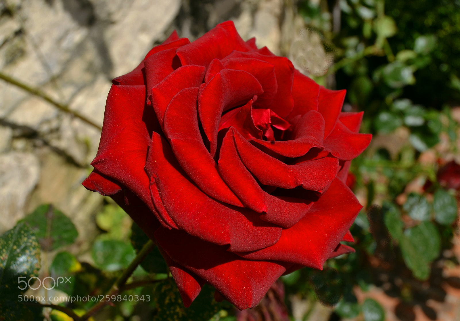Nikon D3100 sample photo. Rosa photography
