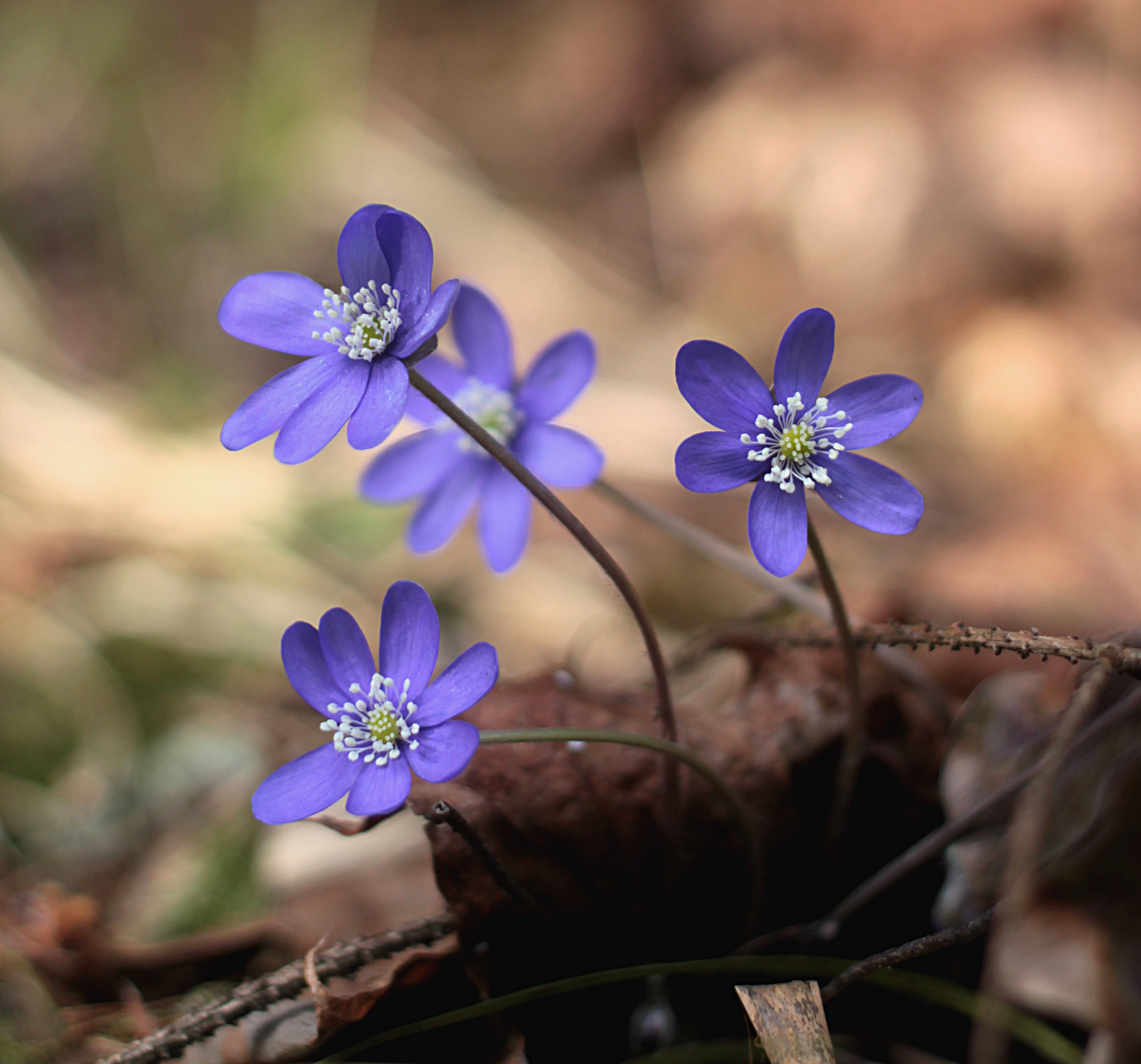Canon EOS 500D (EOS Rebel T1i / EOS Kiss X3) + Canon EF 50mm F1.8 II sample photo. Hepatica photography