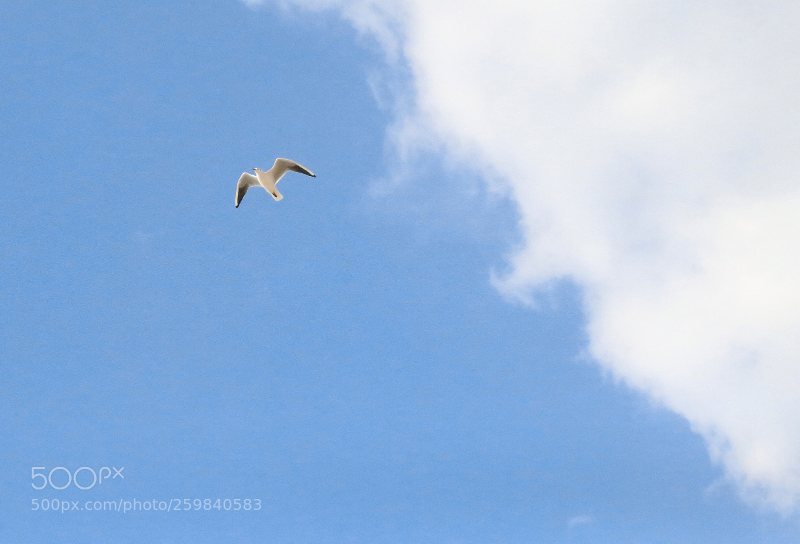 Canon EOS 80D sample photo. Bird photography