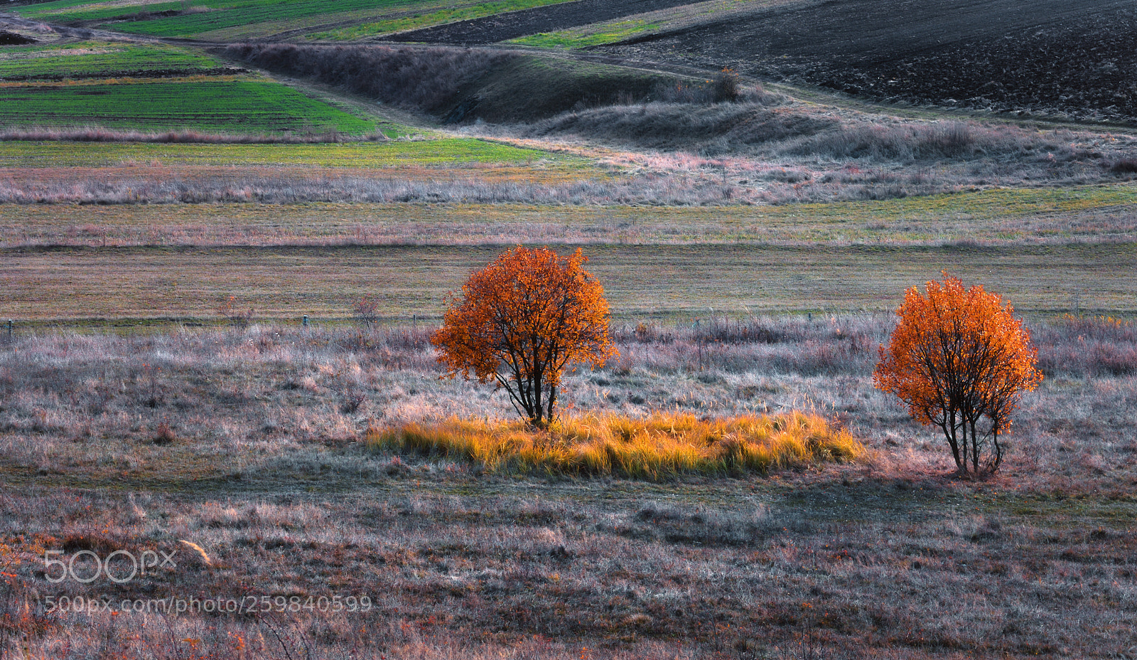Nikon D7200 sample photo. Touch of gold photography