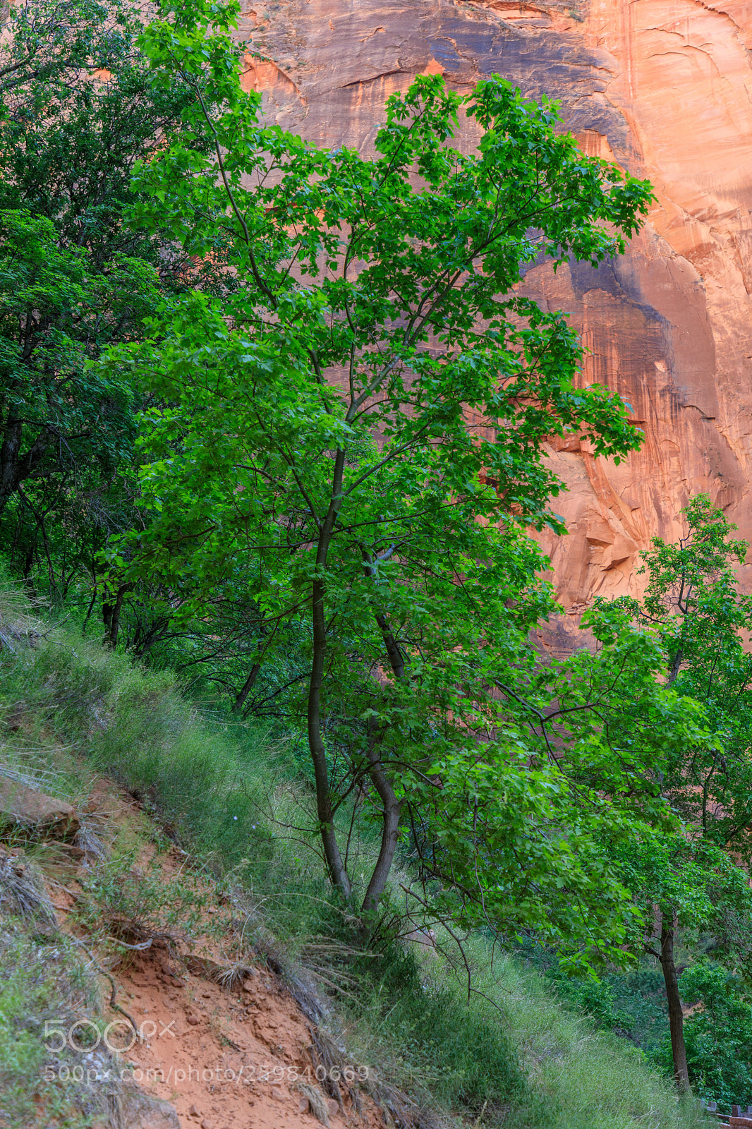 Canon EOS 5D Mark IV sample photo. Zion national park 0796 photography