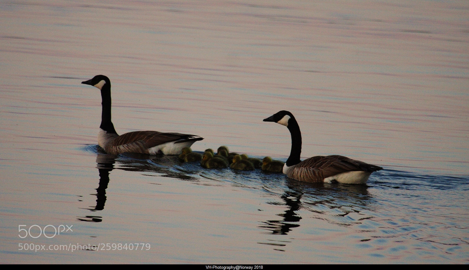 Canon EOS 40D sample photo. A family at sunset photography