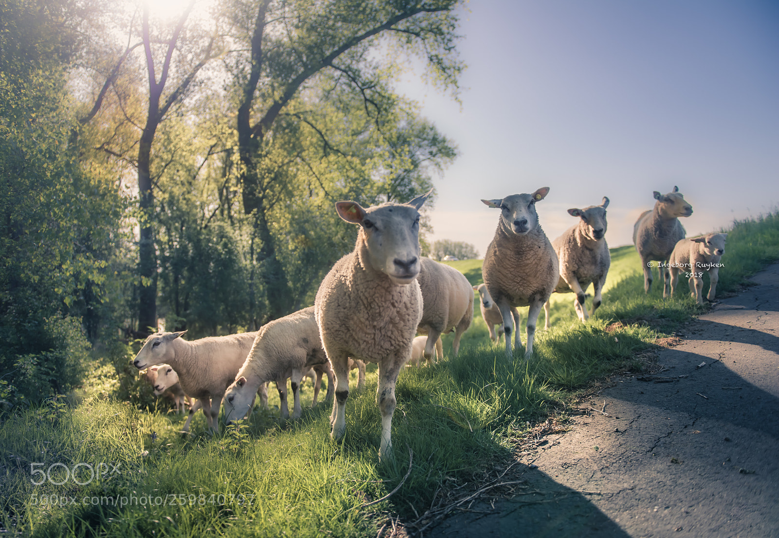 Nikon D800 sample photo. Sheep's day out ii photography