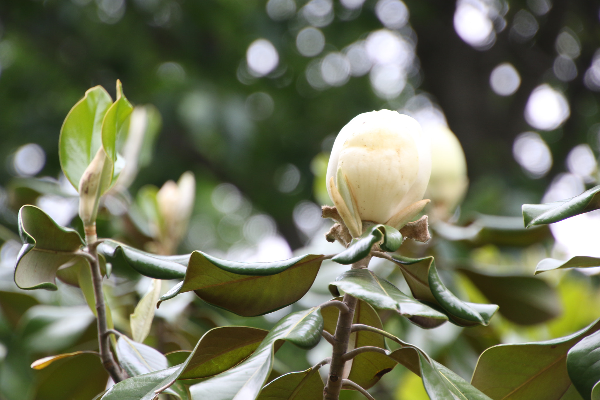 Canon EOS 7D Mark II sample photo. Southern magnolia tree photography