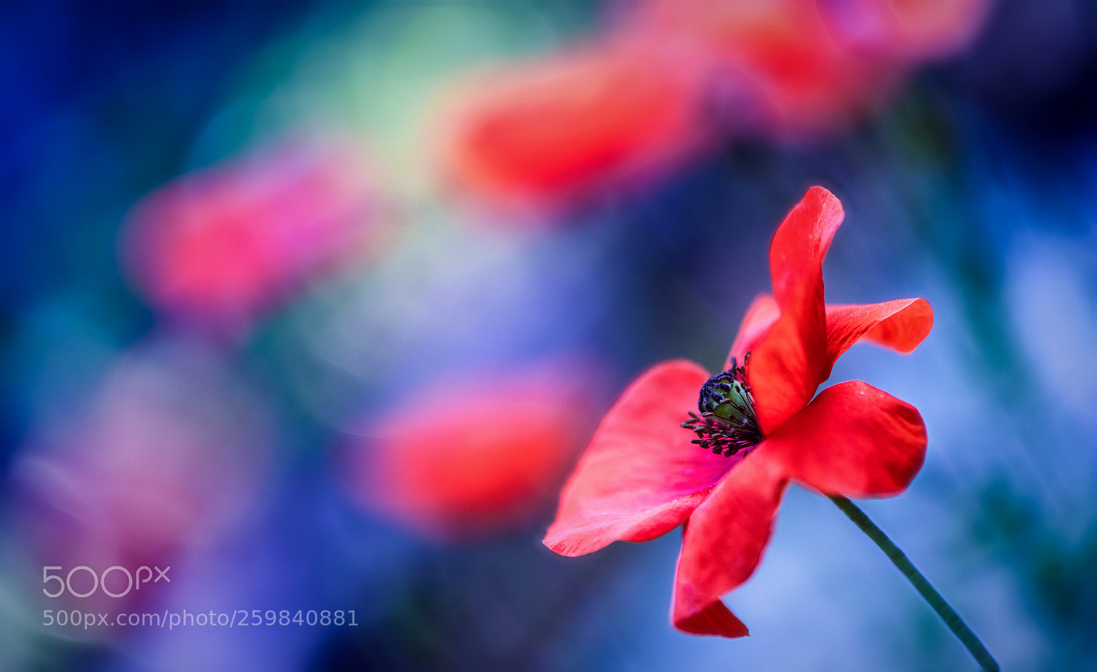 Nikon D850 sample photo. Poppy rainbow photography