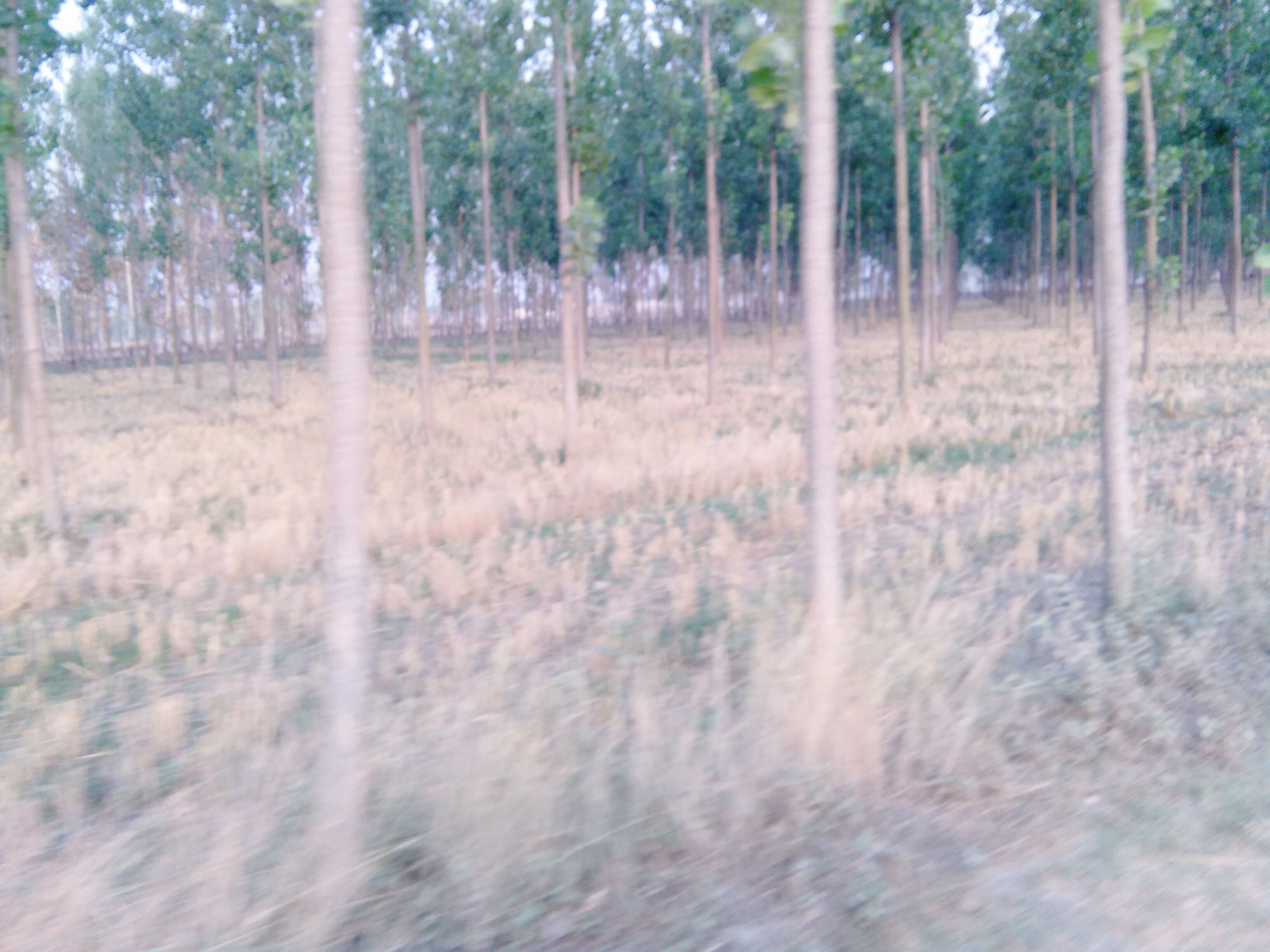 OPPO A33f sample photo