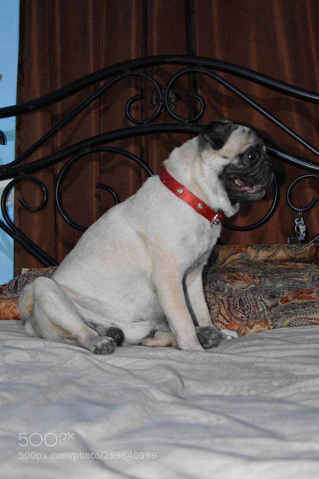 Nikon D3400 sample photo. Pug auro sitting on photography
