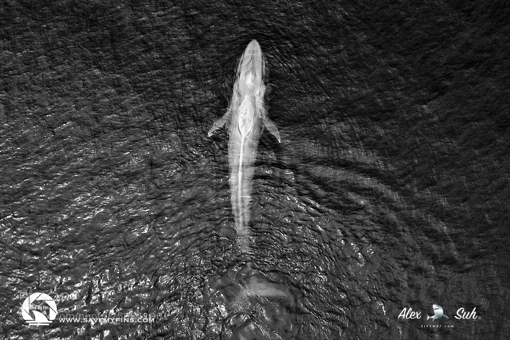 DJI FC220 sample photo. World’s largest animal photography