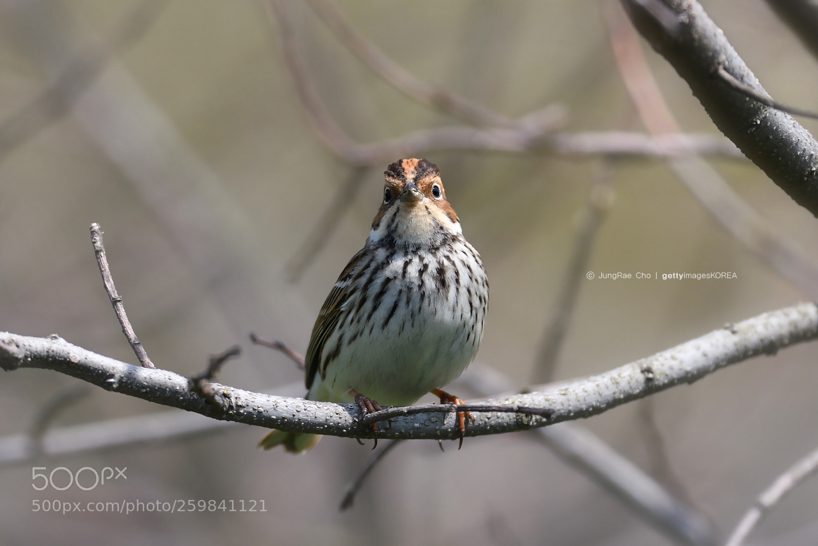 Nikon D850 sample photo. Little bunting photography