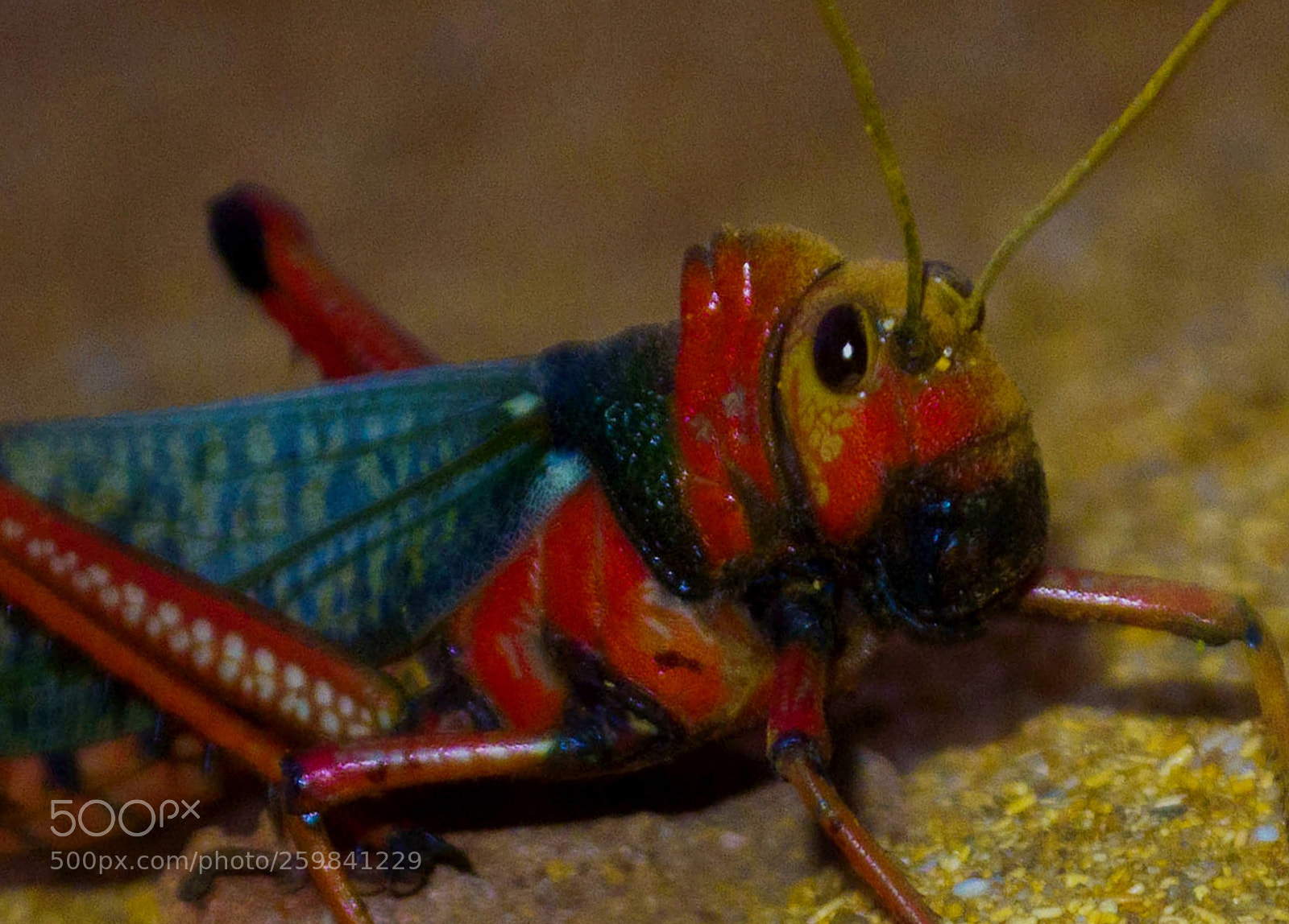Nikon D3100 sample photo. Cricket photography