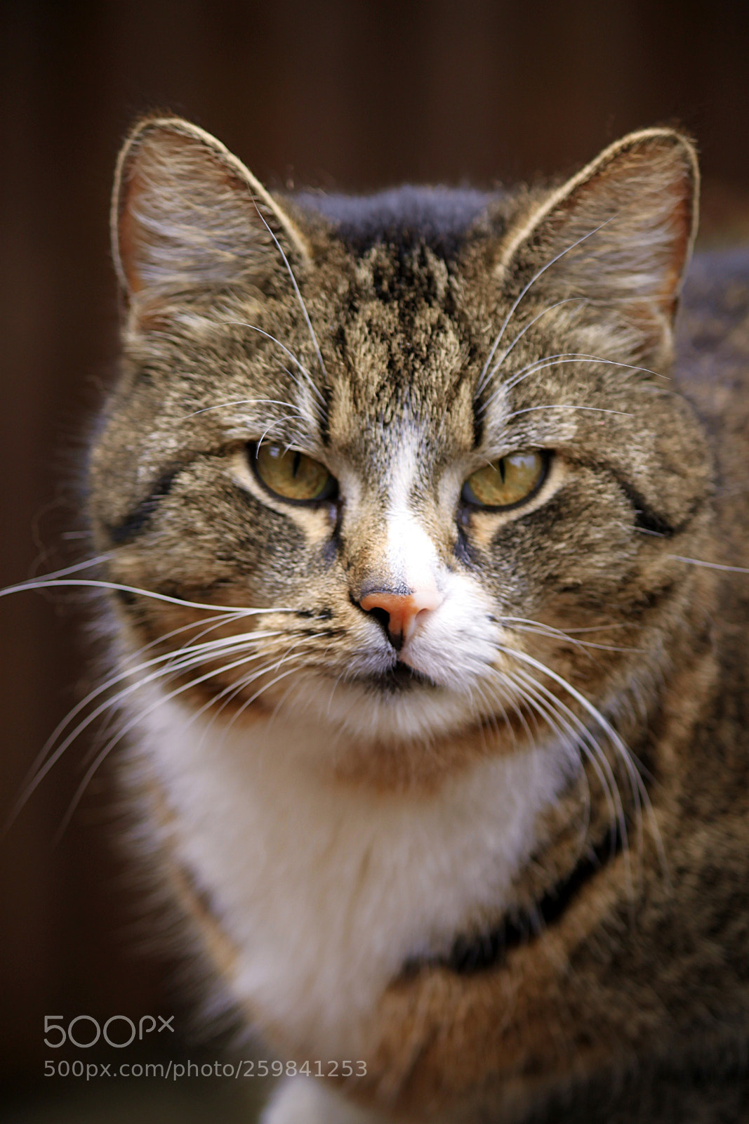 Canon EOS 500D (EOS Rebel T1i / EOS Kiss X3) sample photo. Cat's eyes photography
