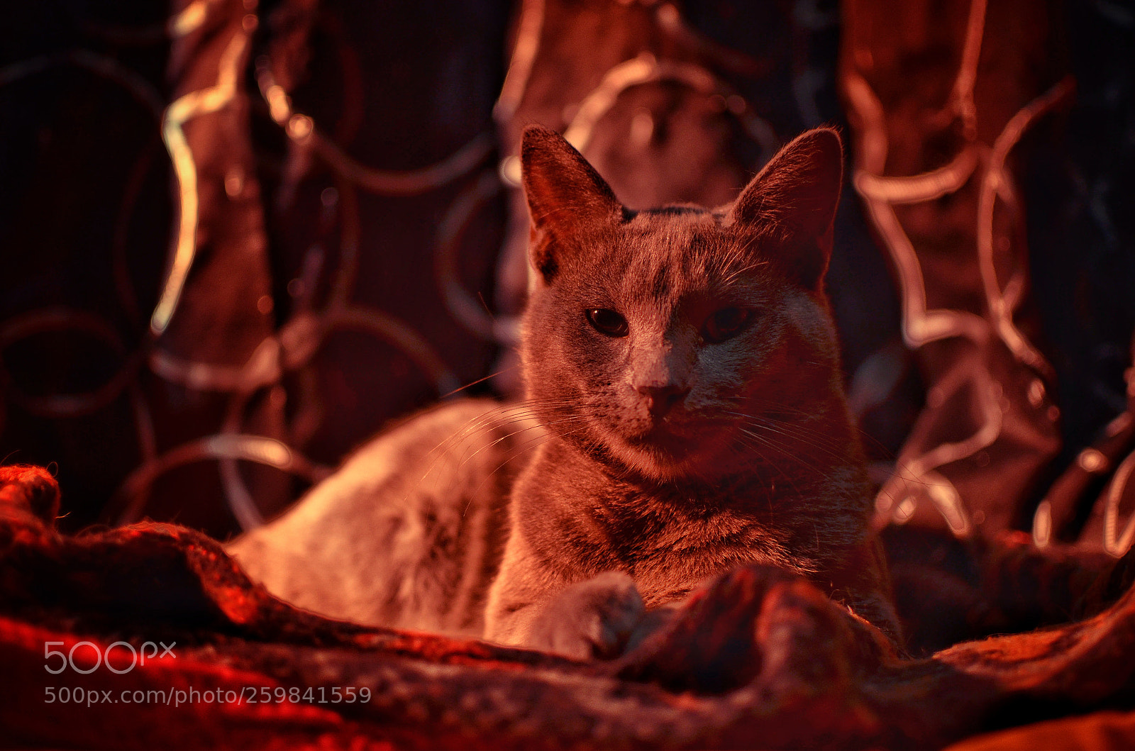 Nikon D5100 sample photo. Pet cemetery photography