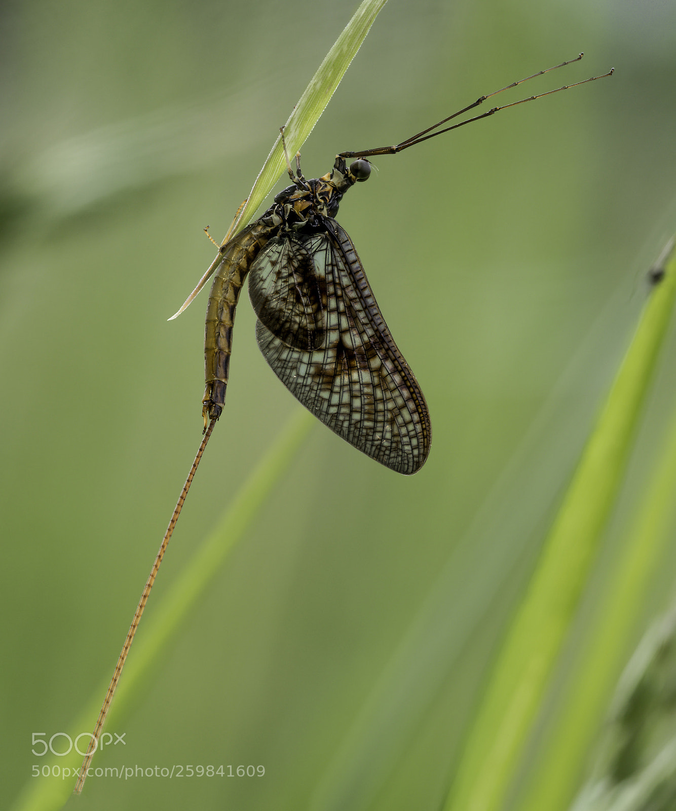 Olympus OM-D E-M1 Mark II sample photo. Rhithrogena germanica photography
