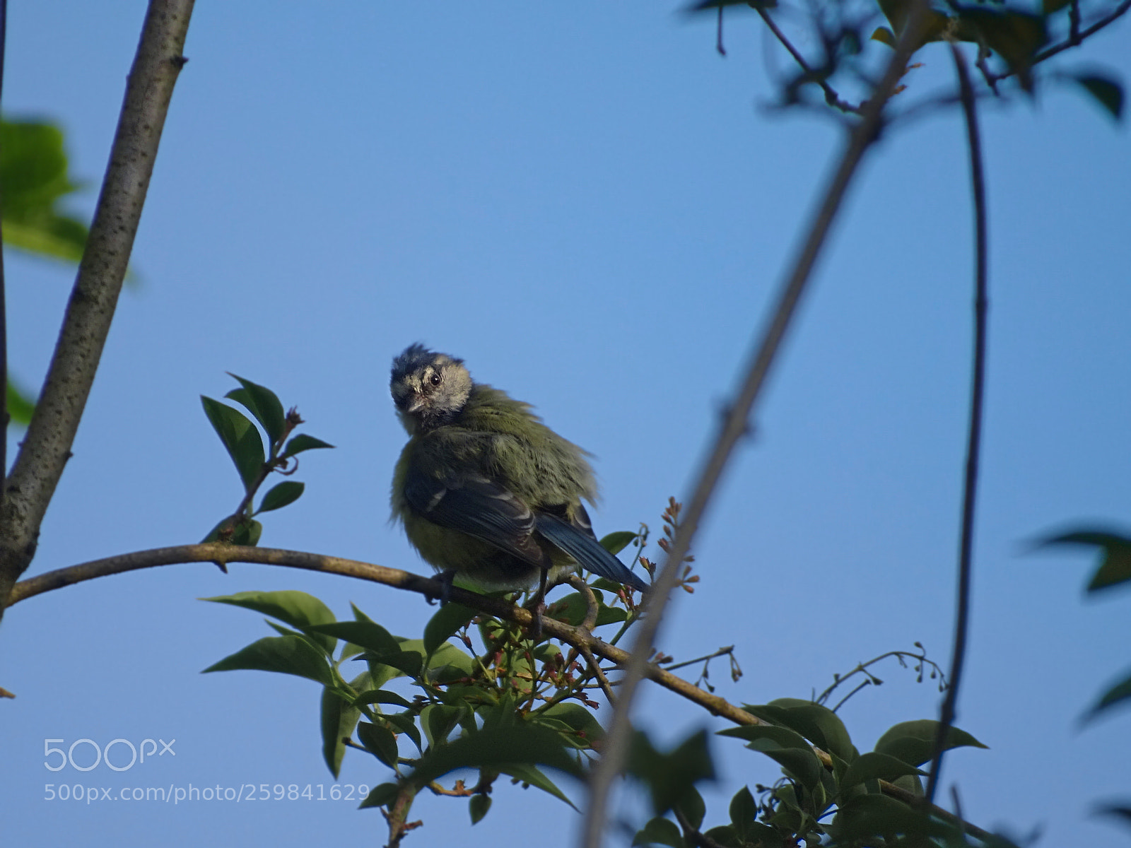 Sony Cyber-shot DSC-HX400V sample photo. °°°young blue tit°°° photography