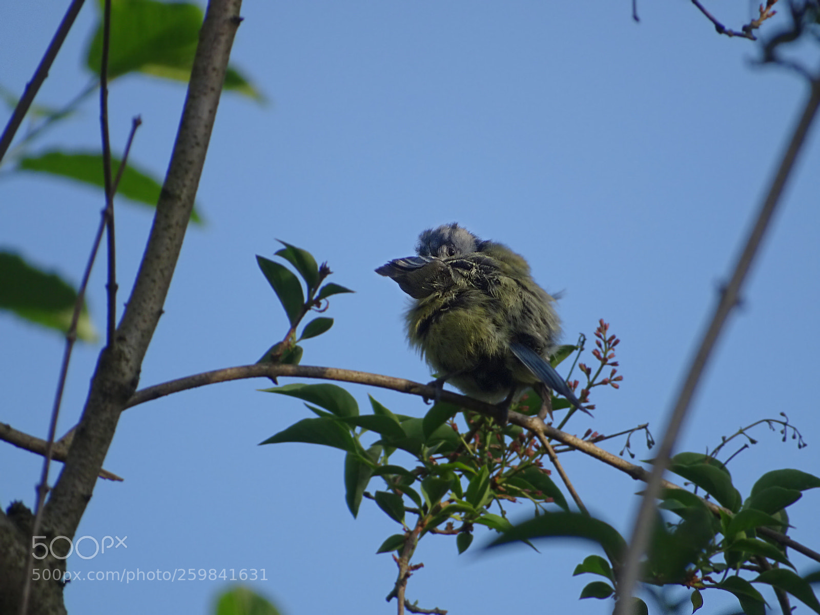 Sony Cyber-shot DSC-HX400V sample photo. °°°young blue tit°°° photography