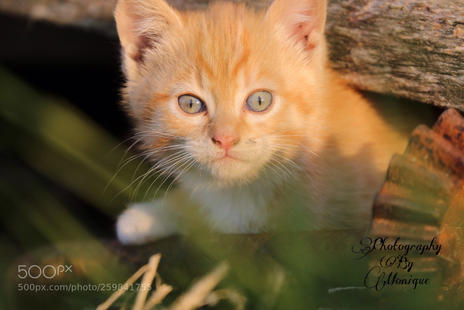 Canon EOS 70D sample photo. Kitten photography