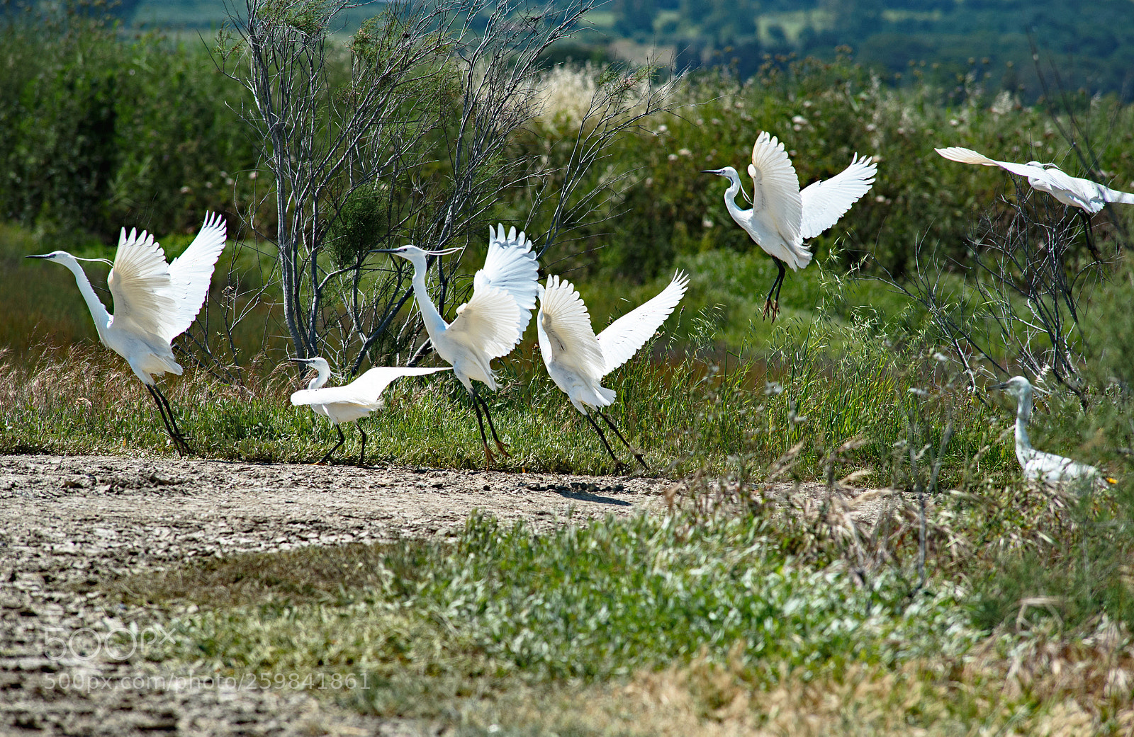 Nikon D750 sample photo. Il balletto delle garzette photography