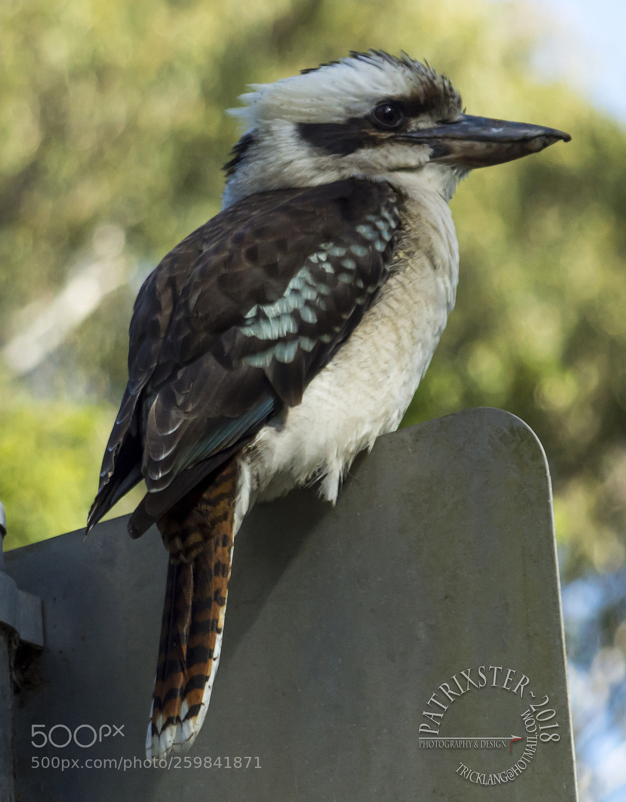 Nikon D3200 sample photo. Kookaburra photography