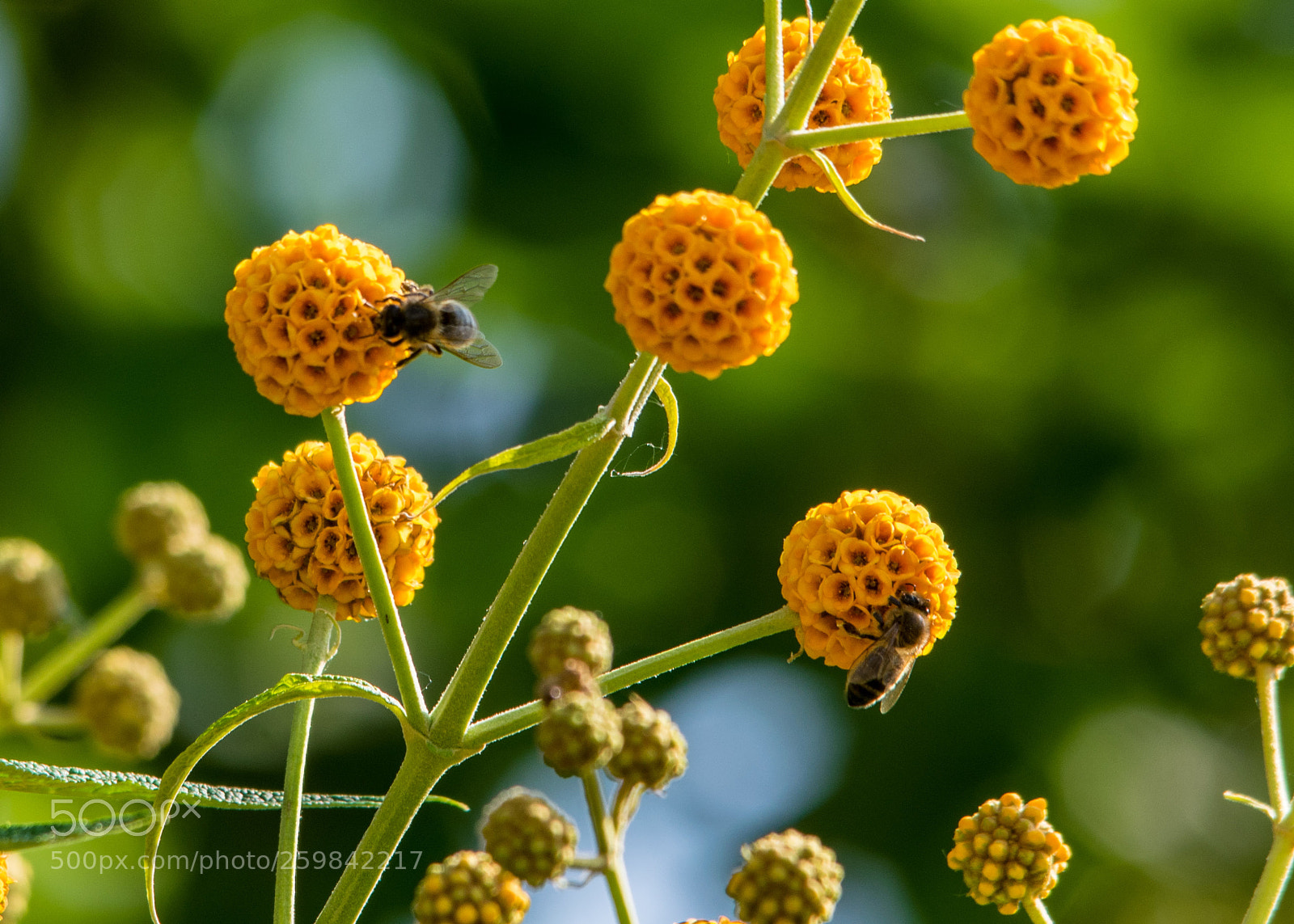 Nikon D5300 sample photo. Bees photography