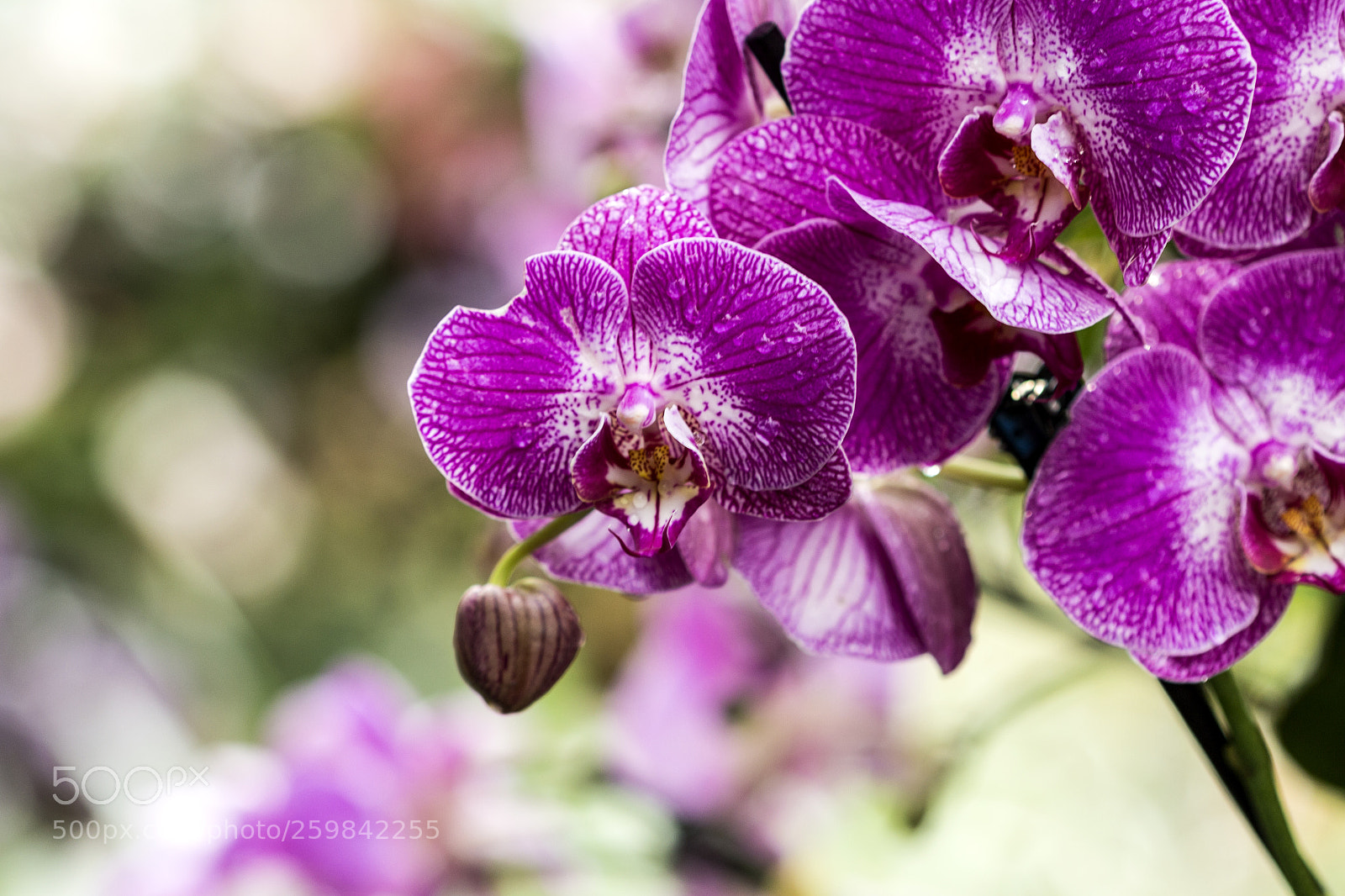 Canon EOS 700D (EOS Rebel T5i / EOS Kiss X7i) sample photo. Purple orchid photography