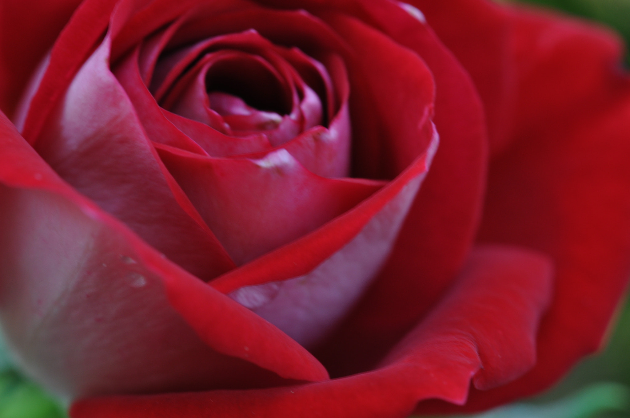 Sigma 105mm F2.8 EX DG OS HSM sample photo. Blumenvielfalt photography