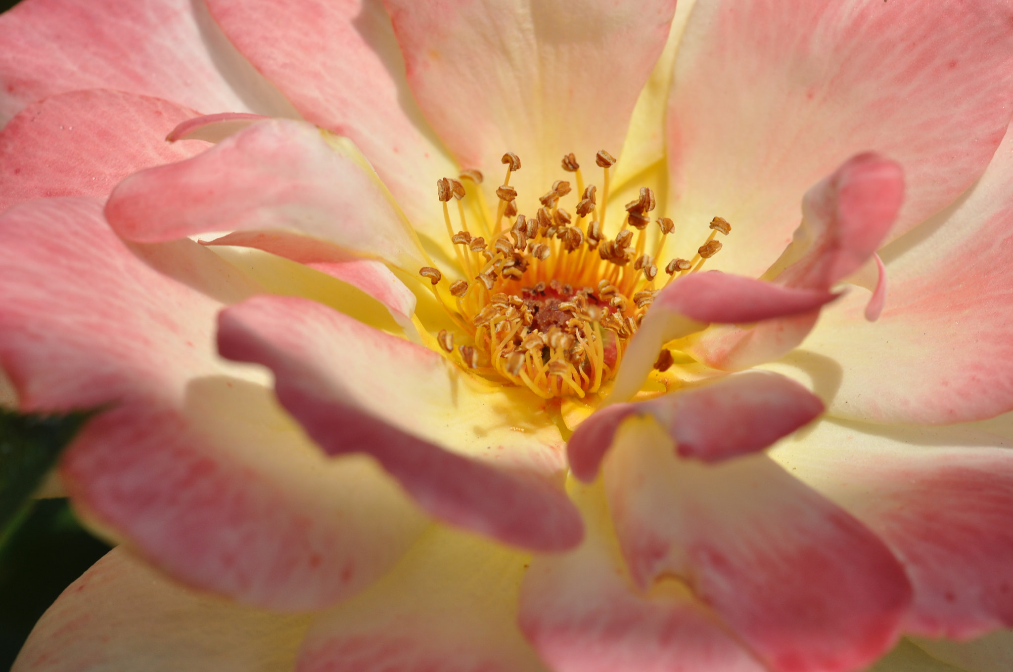 Sigma 105mm F2.8 EX DG OS HSM sample photo. Blumenvielfalt photography