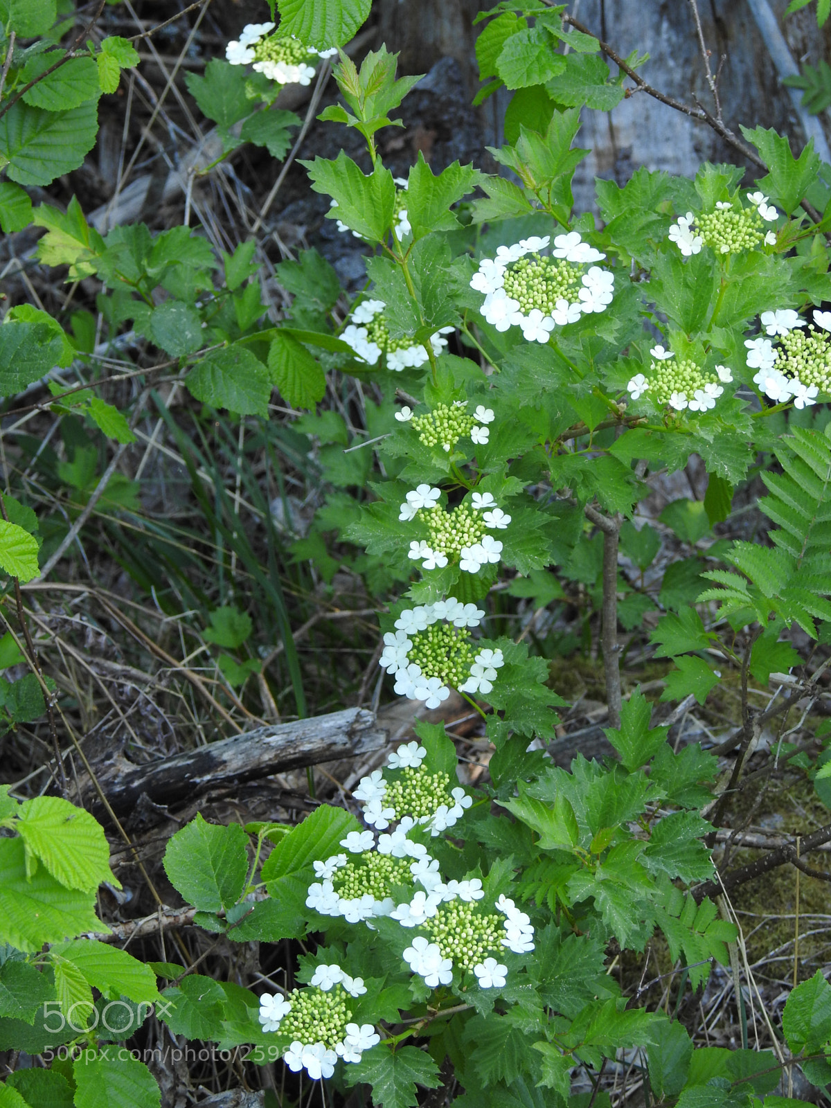 Nikon Coolpix P900 sample photo. Nature photography