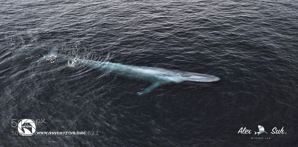 DJI FC220 sample photo. Blue whale by drone  photography