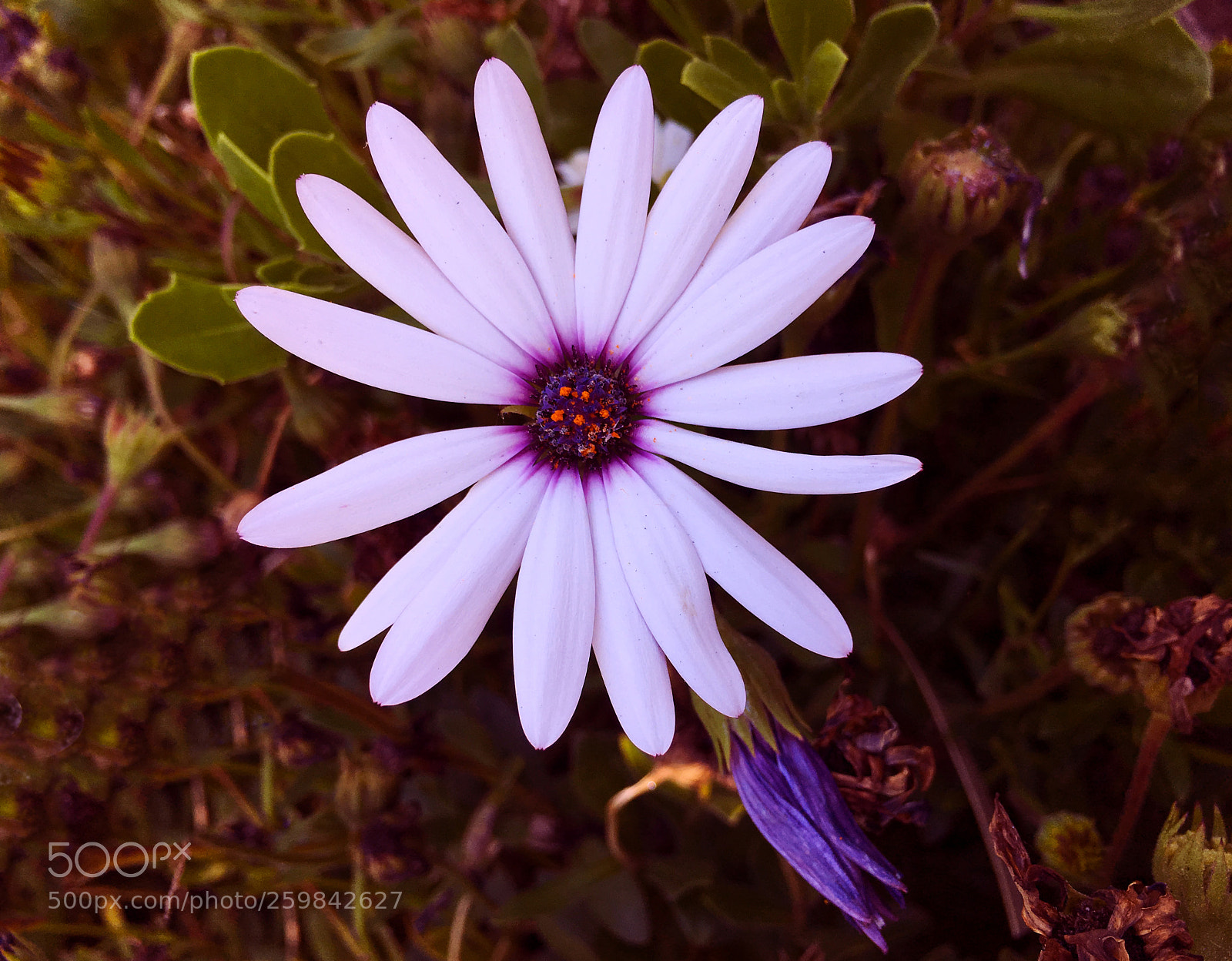 Apple iPhone 6s Plus sample photo. Flor photography
