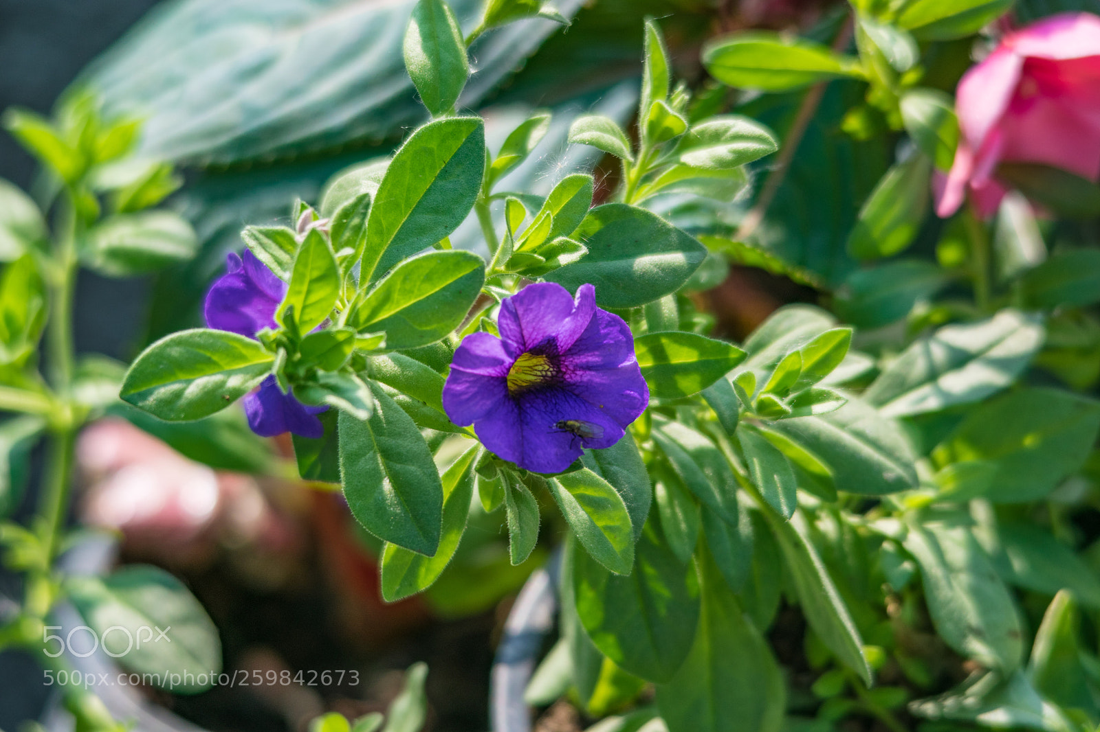 Nikon D5300 sample photo. Blue photography